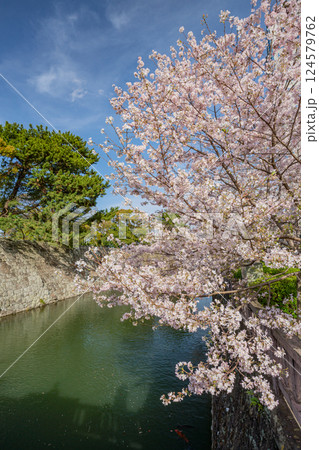 【静岡県】駿府城公園 お堀の桜 【静岡県】駿府城公園 お堀の桜 124579762
