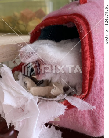 カバみたいな口したハムスター 124579961