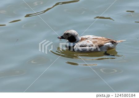 優雅に泳ぐ珍しい鴨 124580184