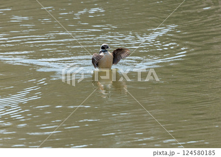 優雅に泳ぐ珍しい鴨 優雅に泳ぐ珍しい鴨 124580185
