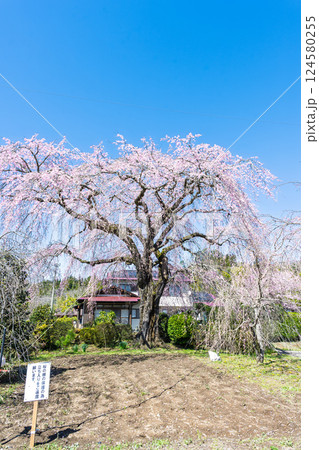 春空を背景に聳え立つ原田家のしだれ桜「浄専寺のしだれ桜の苗子と伝わる枝垂桜」宮崎県西臼杵郡五ヶ瀬町 春空を背景に聳え立つ原田家のしだれ桜「浄専寺のしだれ桜の苗子と伝わる枝垂桜」宮崎県西臼杵郡五ヶ瀬町 124580255