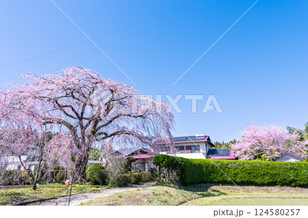 春空を背景に聳え立つ原田家のしだれ桜「浄専寺のしだれ桜の苗子と伝わる枝垂桜」宮崎県西臼杵郡五ヶ瀬町 124580257