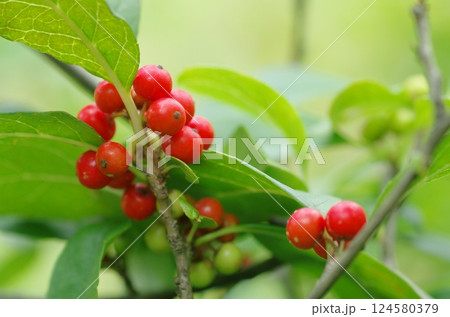 ウメモドキの実 124580379