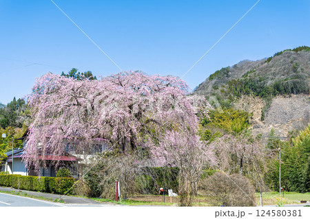 春空を背景に聳え立つ原田家のしだれ桜「浄専寺のしだれ桜の苗子と伝わる枝垂桜」宮崎県西臼杵郡五ヶ瀬町 124580381