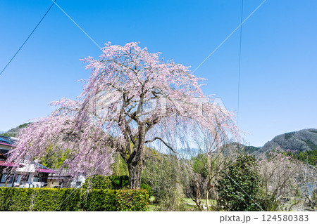 春空を背景に聳え立つ原田家のしだれ桜「浄専寺のしだれ桜の苗子と伝わる枝垂桜」宮崎県西臼杵郡五ヶ瀬町 124580383