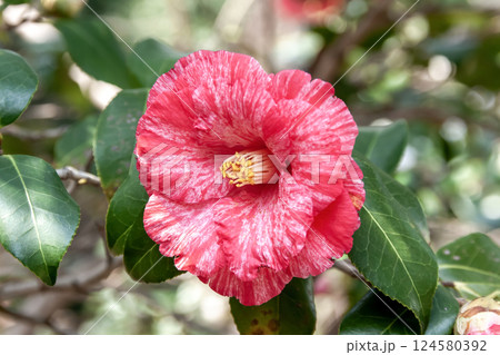 大輪で八重咲きがきれいなツバキ‘草紙洗’【ツバキ科】 大輪で八重咲きがきれいなツバキ‘草紙洗’【ツバキ科】 124580392