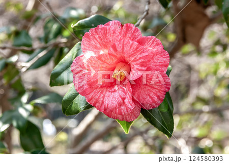 大輪で八重咲きがきれいなツバキ‘草紙洗’【ツバキ科】 大輪で八重咲きがきれいなツバキ‘草紙洗’【ツバキ科】 124580393