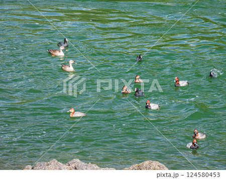 宇治川のカモたち　ホシハジロ　カルガモ　オオバン　宇治市 124580453