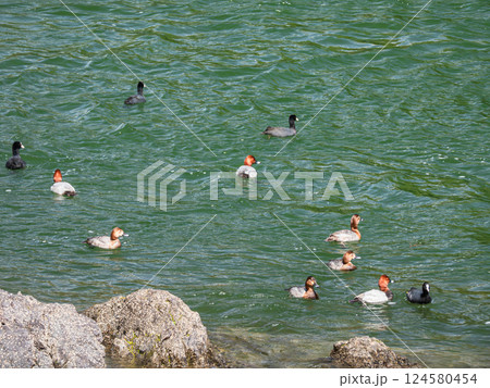 宇治川のカモたち　ホシハジロ　オオバン　宇治市 124580454