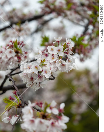 公園の葉桜 124580460