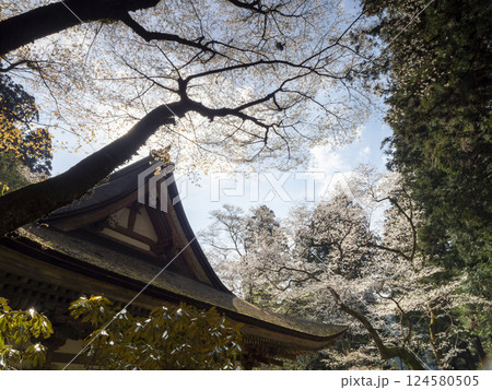 桜が咲く室生寺の風景 桜が咲く室生寺の風景 124580505