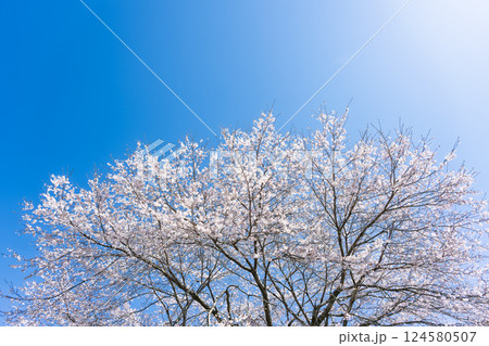 青空と桜風景 浄専寺 「天然記念物 樹齢300年以上を誇るしだれ桜」宮崎県西臼杵郡五ヶ瀬町 青空と桜風景 浄専寺 「天然記念物 樹齢300年以上を誇るしだれ桜」宮崎県西臼杵郡五ヶ瀬町 124580507