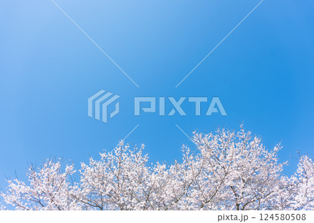 青空と桜風景 浄専寺 「天然記念物 樹齢300年以上を誇るしだれ桜」宮崎県西臼杵郡五ヶ瀬町 青空と桜風景 浄専寺 「天然記念物 樹齢300年以上を誇るしだれ桜」宮崎県西臼杵郡五ヶ瀬町 124580508