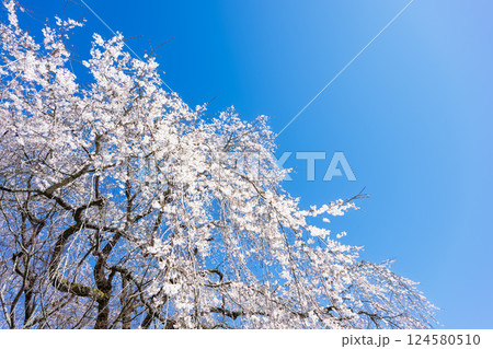 青空と枝垂桜風景 浄専寺 「天然記念物 樹齢300年以上を誇るしだれ桜」宮崎県西臼杵郡五ヶ瀬町 青空と枝垂桜風景 浄専寺 「天然記念物 樹齢300年以上を誇るしだれ桜」宮崎県西臼杵郡五ヶ瀬町 124580510