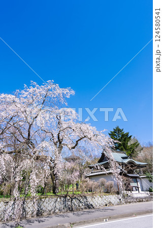 青空と枝垂桜風景　浄専寺 「天然記念物　樹齢300年以上を誇るしだれ桜」宮崎県西臼杵郡五ヶ瀬町 124580541