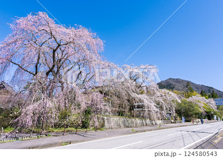 青空と枝垂桜風景　浄専寺 「天然記念物　樹齢300年以上を誇るしだれ桜」宮崎県西臼杵郡五ヶ瀬町 124580543
