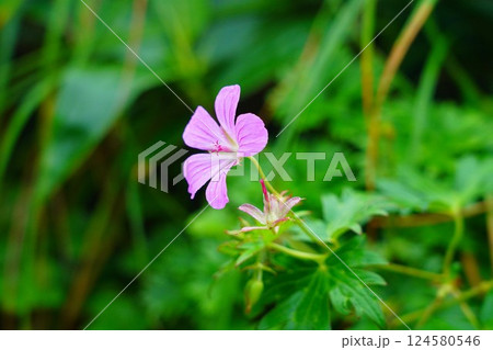 以東岳登山道のハクサンフウロ 124580546