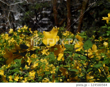 日差しを浴びた一重のヤマブキの花のクローズアップ(高知城公園の山吹) 日差しを浴びた一重のヤマブキの花のクローズアップ(高知城公園の山吹) 124580564