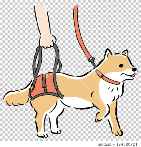 ウォーキングベルトを使うシニア犬の手描きイラスト 124580721