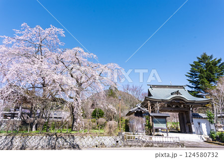 春の陽ざしに映える浄専寺のしだれ桜 「天然記念物　樹齢300年以上を誇るしだれ桜」宮崎県　五ヶ瀬町 124580732