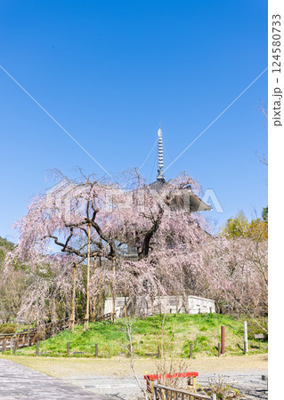 春の陽ざしに映える浄専寺のしだれ桜 「天然記念物　樹齢300年以上を誇るしだれ桜」宮崎県　五ヶ瀬町 124580733