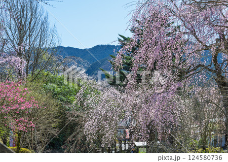 春の陽ざしに映える浄専寺のしだれ桜 「天然記念物 樹齢300年以上を誇るしだれ桜」宮崎県 五ヶ瀬町 春の陽ざしに映える浄専寺のしだれ桜 「天然記念物 樹齢300年以上を誇るしだれ桜」宮崎県 五ヶ瀬町 124580736
