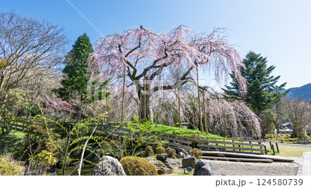 春の陽ざしに映える浄専寺のしだれ桜 「天然記念物　樹齢300年以上を誇るしだれ桜」宮崎県　五ヶ瀬町 124580739