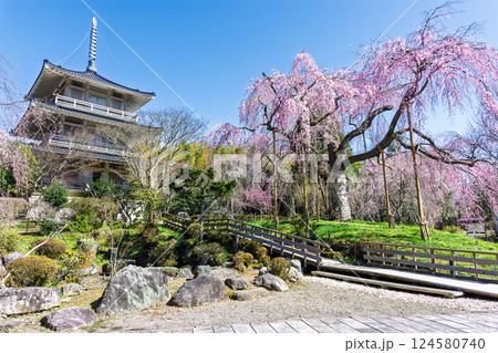 春の陽ざしに映える浄専寺のしだれ桜 「天然記念物 樹齢300年以上を誇るしだれ桜」宮崎県 五ヶ瀬町 春の陽ざしに映える浄専寺のしだれ桜 「天然記念物 樹齢300年以上を誇るしだれ桜」宮崎県 五ヶ瀬町 124580740