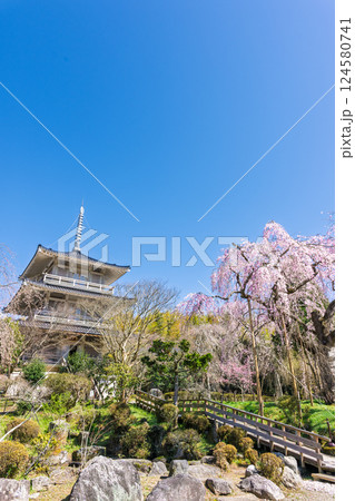 春の陽ざしに映える浄専寺のしだれ桜 「天然記念物 樹齢300年以上を誇るしだれ桜」宮崎県 五ヶ瀬町 春の陽ざしに映える浄専寺のしだれ桜 「天然記念物 樹齢300年以上を誇るしだれ桜」宮崎県 五ヶ瀬町 124580741
