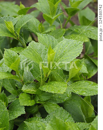 雨に濡れた紫陽花の葉 雨に濡れた紫陽花の葉 124580742