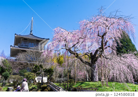 春の陽ざしに映える浄専寺のしだれ桜 「天然記念物 樹齢300年以上を誇るしだれ桜」宮崎県 五ヶ瀬町 春の陽ざしに映える浄専寺のしだれ桜 「天然記念物 樹齢300年以上を誇るしだれ桜」宮崎県 五ヶ瀬町 124580818