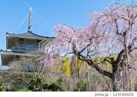 春の陽ざしに映える浄専寺のしだれ桜 「天然記念物　樹齢300年以上を誇るしだれ桜」宮崎県　五ヶ瀬町 124580820
