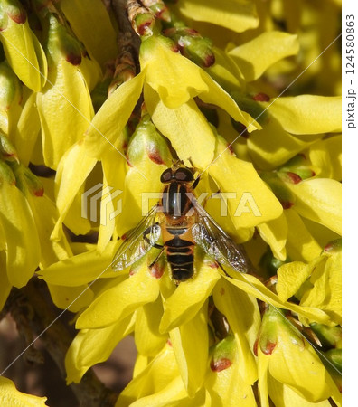 レンギョウの花にとまる「アシブトハナアブ」♂ レンギョウの花にとまる「アシブトハナアブ」♂ 124580863