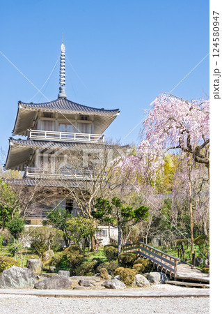 春の陽ざしに映える浄専寺のしだれ桜 「天然記念物　樹齢300年以上を誇るしだれ桜」宮崎県　五ヶ瀬町 124580947