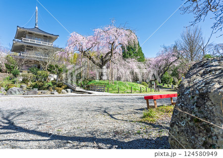 春の陽ざしに映える浄専寺のしだれ桜 「天然記念物　樹齢300年以上を誇るしだれ桜」宮崎県　五ヶ瀬町 124580949