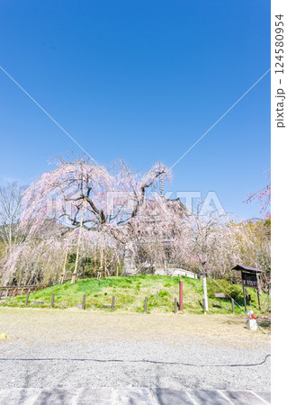 春の陽ざしに映える浄専寺のしだれ桜 「天然記念物 樹齢300年以上を誇るしだれ桜」宮崎県 五ヶ瀬町 春の陽ざしに映える浄専寺のしだれ桜 「天然記念物 樹齢300年以上を誇るしだれ桜」宮崎県 五ヶ瀬町 124580954