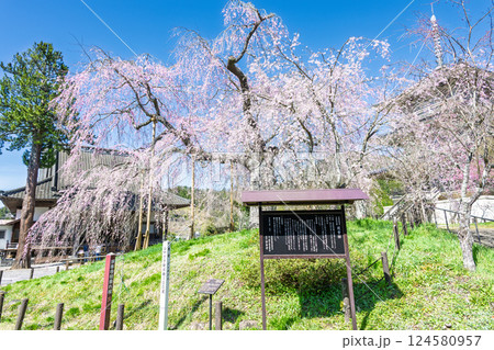 春の陽ざしに映える浄専寺のしだれ桜 「天然記念物 樹齢300年以上を誇るしだれ桜」宮崎県 五ヶ瀬町 春の陽ざしに映える浄専寺のしだれ桜 「天然記念物 樹齢300年以上を誇るしだれ桜」宮崎県 五ヶ瀬町 124580957