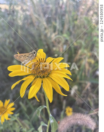 Golden Rendezvous: A Moth's Sunflower Serenade 124580958