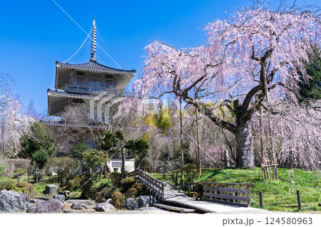 春の陽ざしに映える浄専寺のしだれ桜 「天然記念物　樹齢300年以上を誇るしだれ桜」宮崎県　五ヶ瀬町 124580963