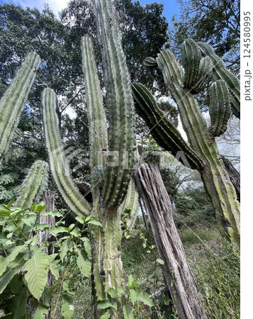 Cacti in Mexico Cacti in Mexico 124580995