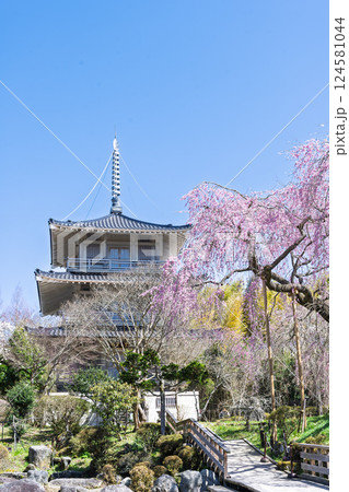 春の陽ざしに映える浄専寺のしだれ桜 「天然記念物　樹齢300年以上を誇るしだれ桜」宮崎県　五ヶ瀬町 124581044