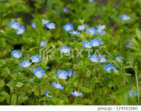 たくさん咲いたオオイヌフグリの花（庭に生えた青い星の瞳） 124581060