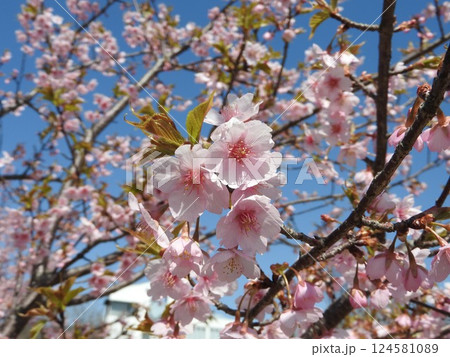 満開の河津桜 124581089