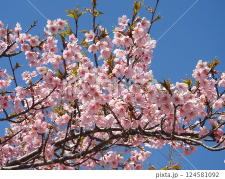 満開の河津桜 満開の河津桜 124581092