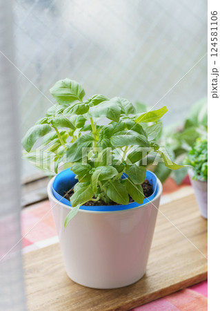 スイートバジルを室内で育てる　イメージ 124581106