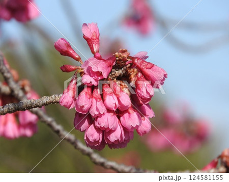 下向きで半開きの桜「カンヒザクラ」 (寒緋桜) 124581155