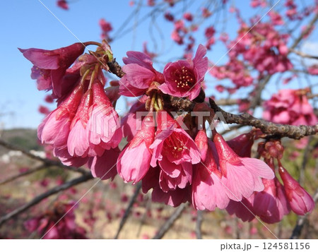 下向きで半開きの桜「カンヒザクラ」 (寒緋桜) 124581156