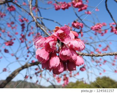 下向きで半開きの桜「カンヒザクラ」 (寒緋桜) 124581157