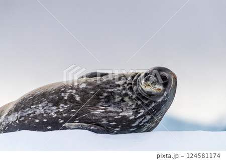 Resting Weddell Seal near Cuverville island Resting Weddell Seal near Cuverville island 124581174