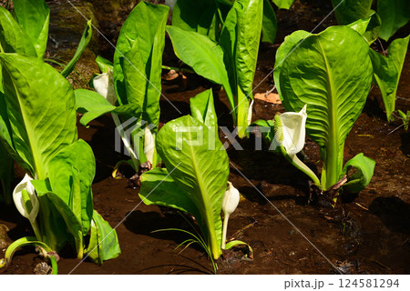 山梨県笛吹市の水芭蕉 124581294